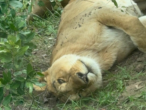 Deks Safaris & Tours Ltd-坎帕拉必去景点