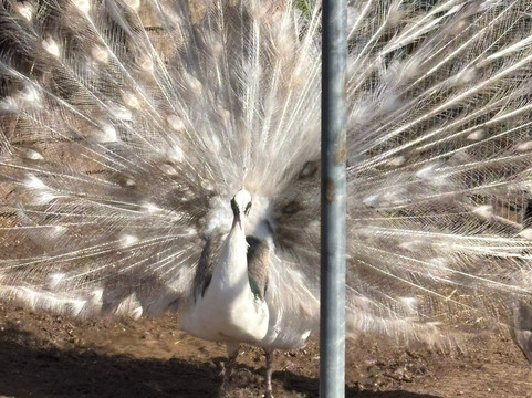 Peacocks Uk-Kempsey必去景点