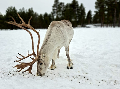 诺德俱乐部户外之旅-伊瓦洛必去景点