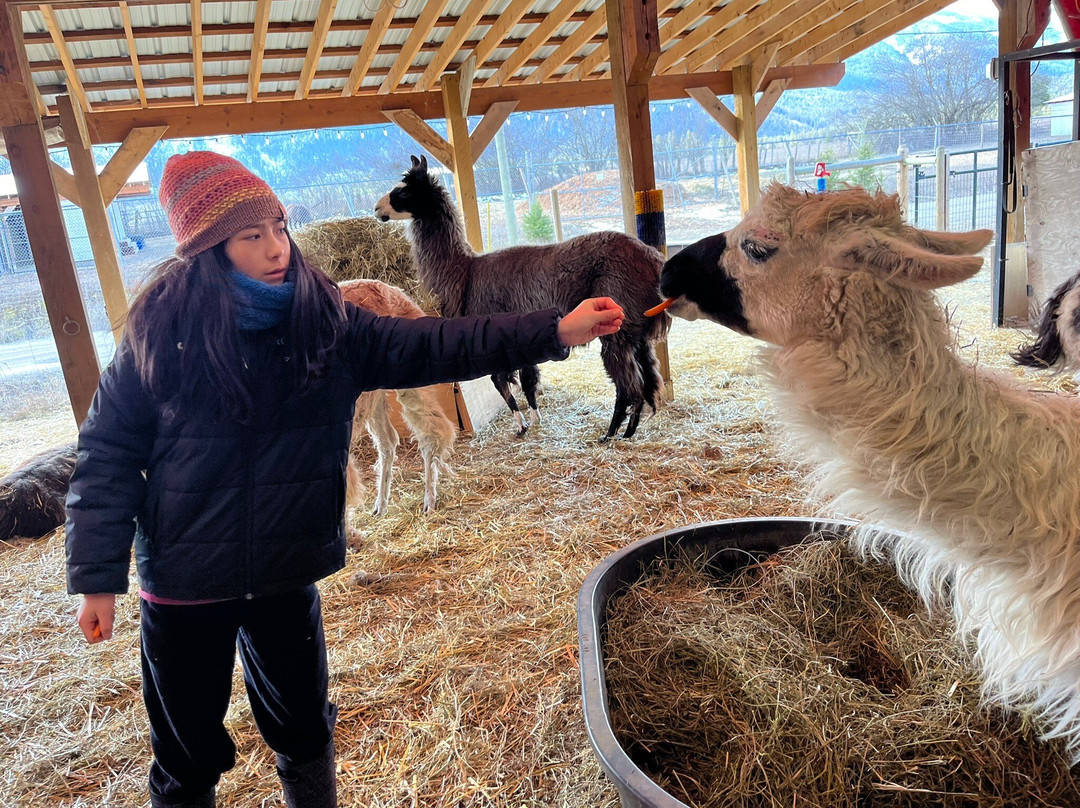 The Llama Sanctuary-Tappen必去景点