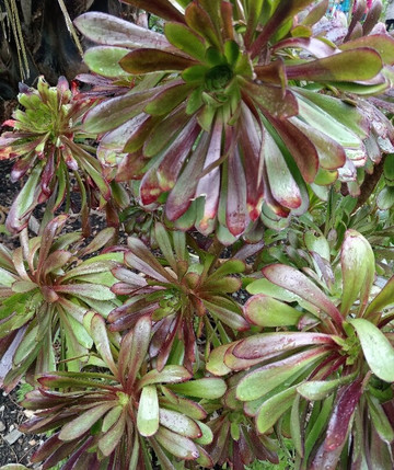 Glendurgan Garden-法尔茅斯必去景点
