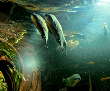 Fundera Park-Yelagiri必去景点