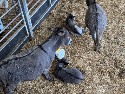 Cannon Hall Farm-Cawthorne必去景点