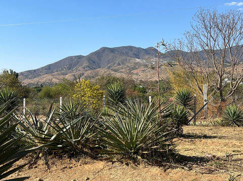 Wanderlust Oaxaca-瓦哈卡必去景点