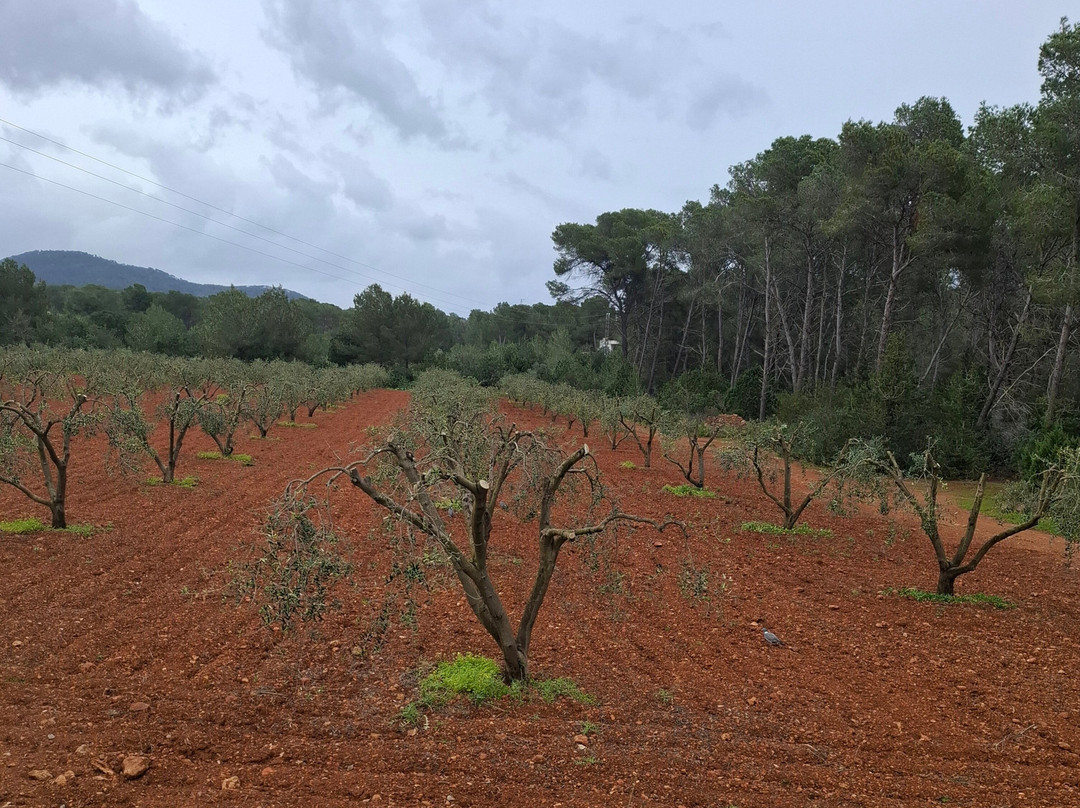 The Ibiza Express-埃斯卡纳尔必去景点