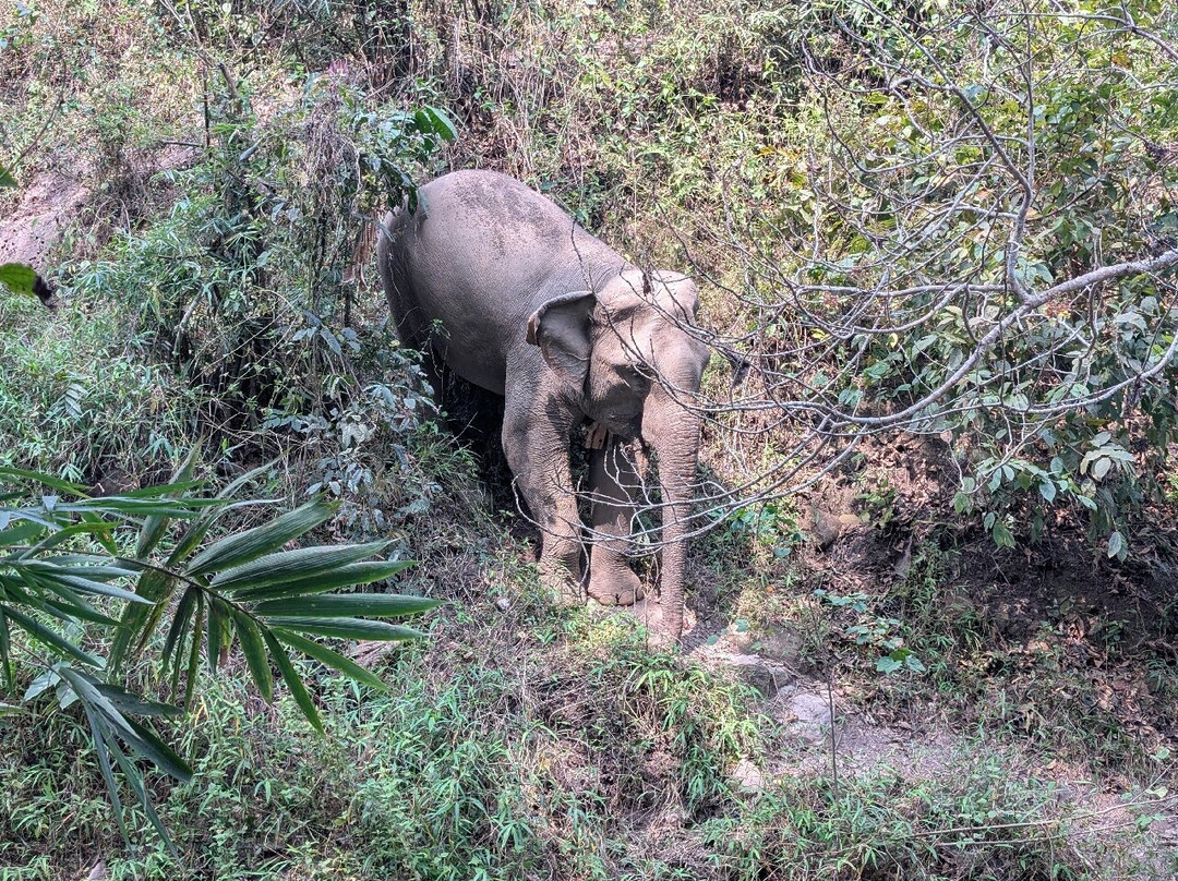 Mekong Elephant Park-北宾必去景点