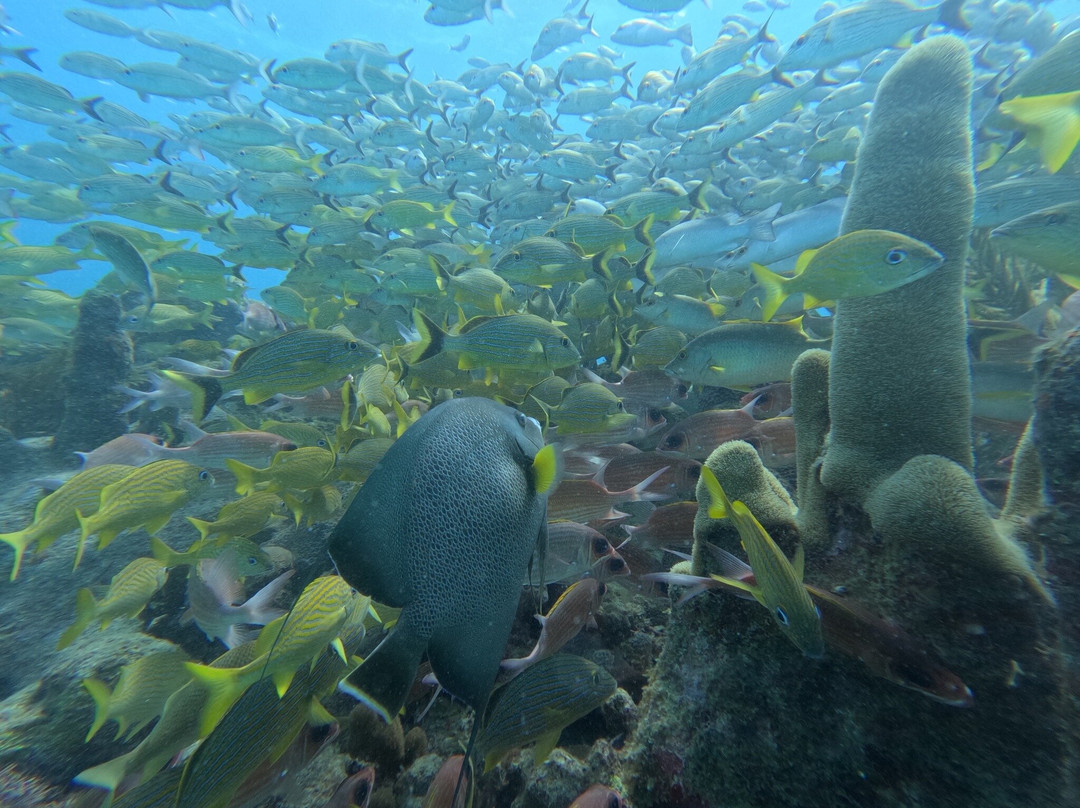Anda Di Wata Dive School-Providencia Island必去景点