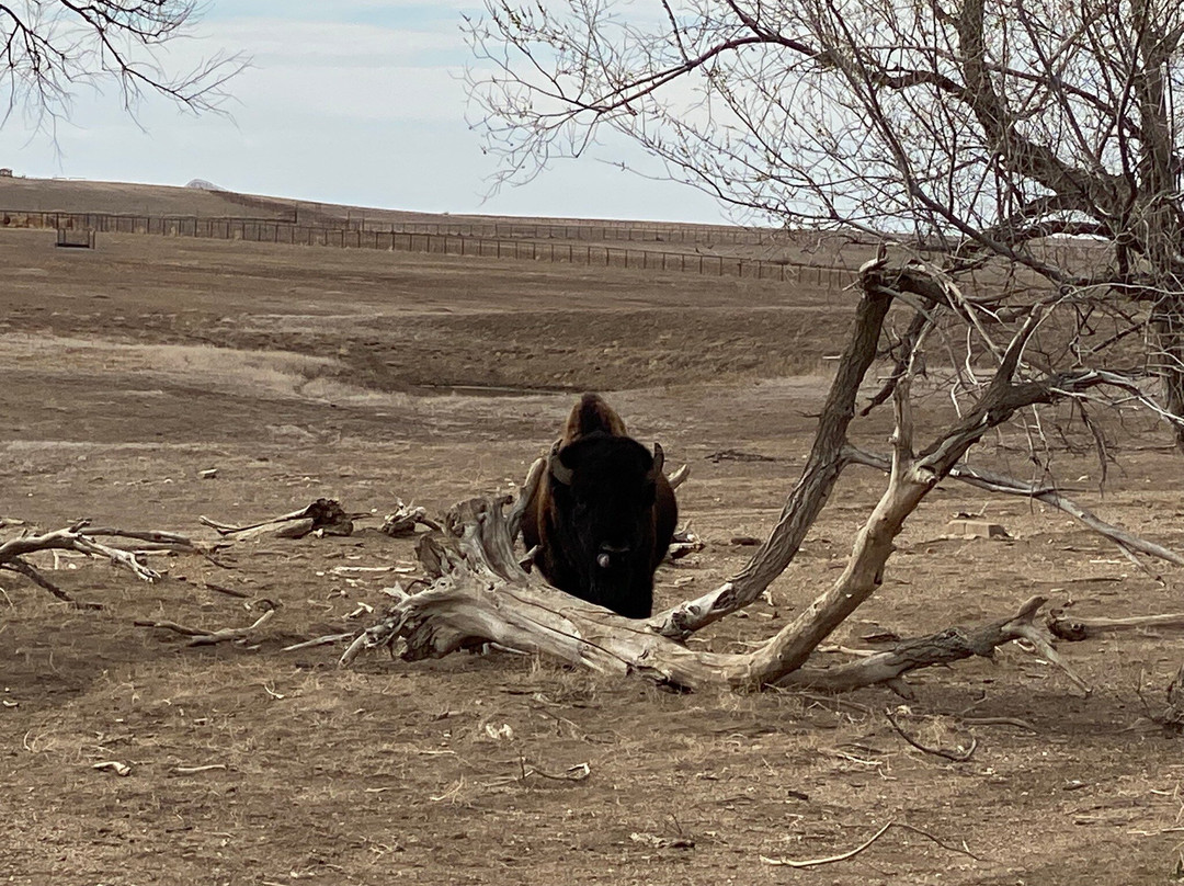 Badlands National Park-拉皮德城必去景点