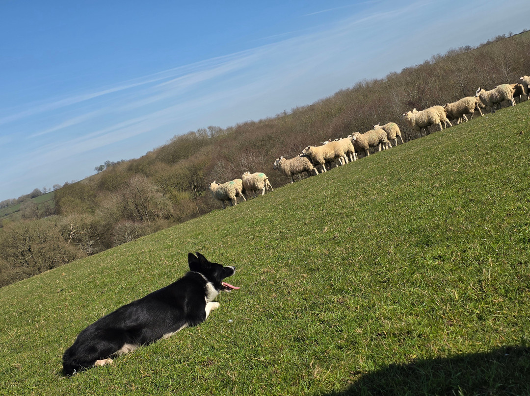 Nij Vyas Sheepdog Experience-East Norton必去景点