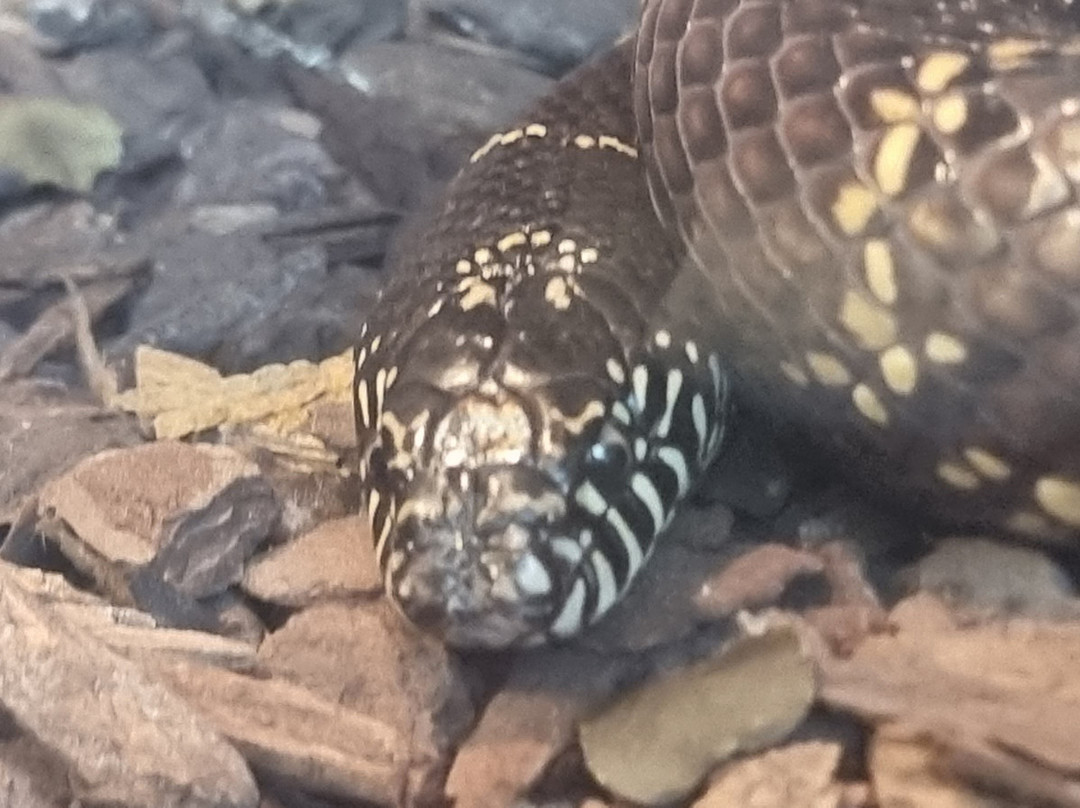 Zoo De Santillana Del Mar-海边的散提亚拿必去景点