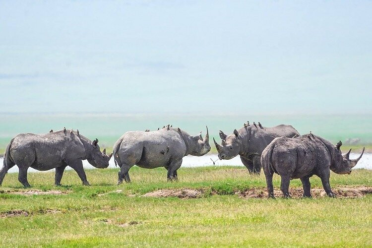 6 days Tanzania Safari