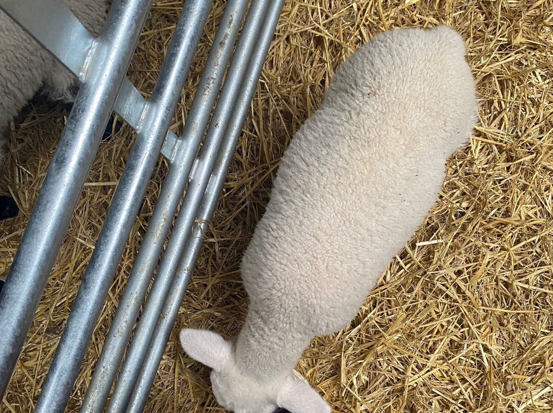 Hold A Baby Lamb-Glanfahan必去景点