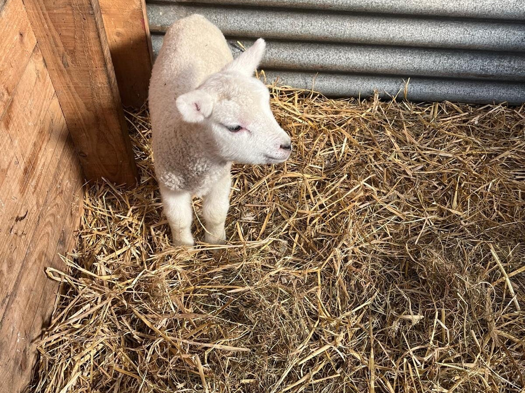 Kilmacolm Farm Tours-Cairncurran必去景点