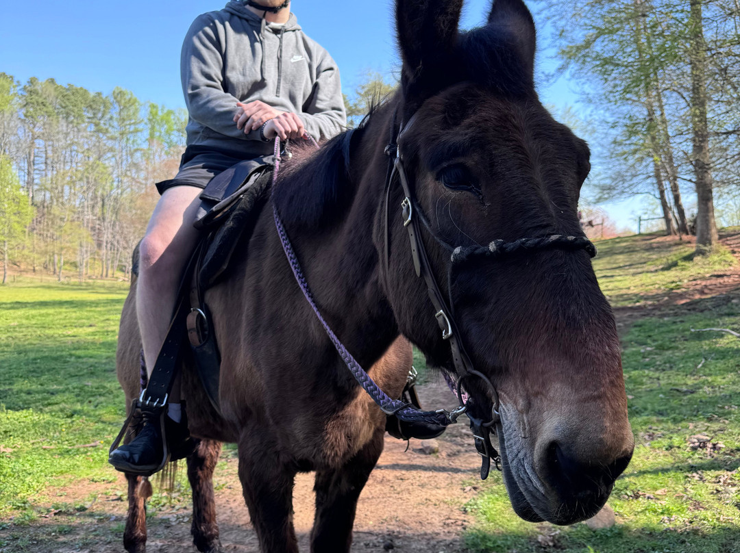 Cowgirl Up Stables-Cherry Log必去景点