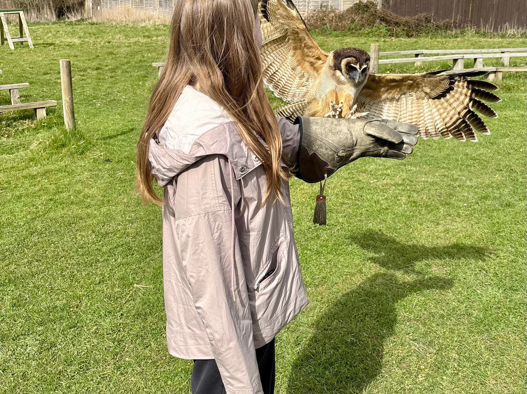 UK Owl And Raptor Centre-Groombridge必去景点