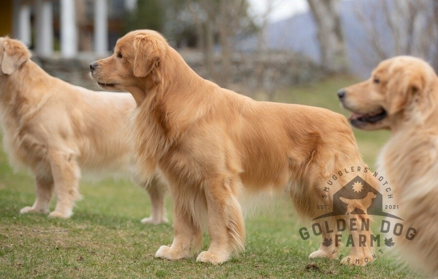 Golden Dog Farm-Jeffersonville必去景点