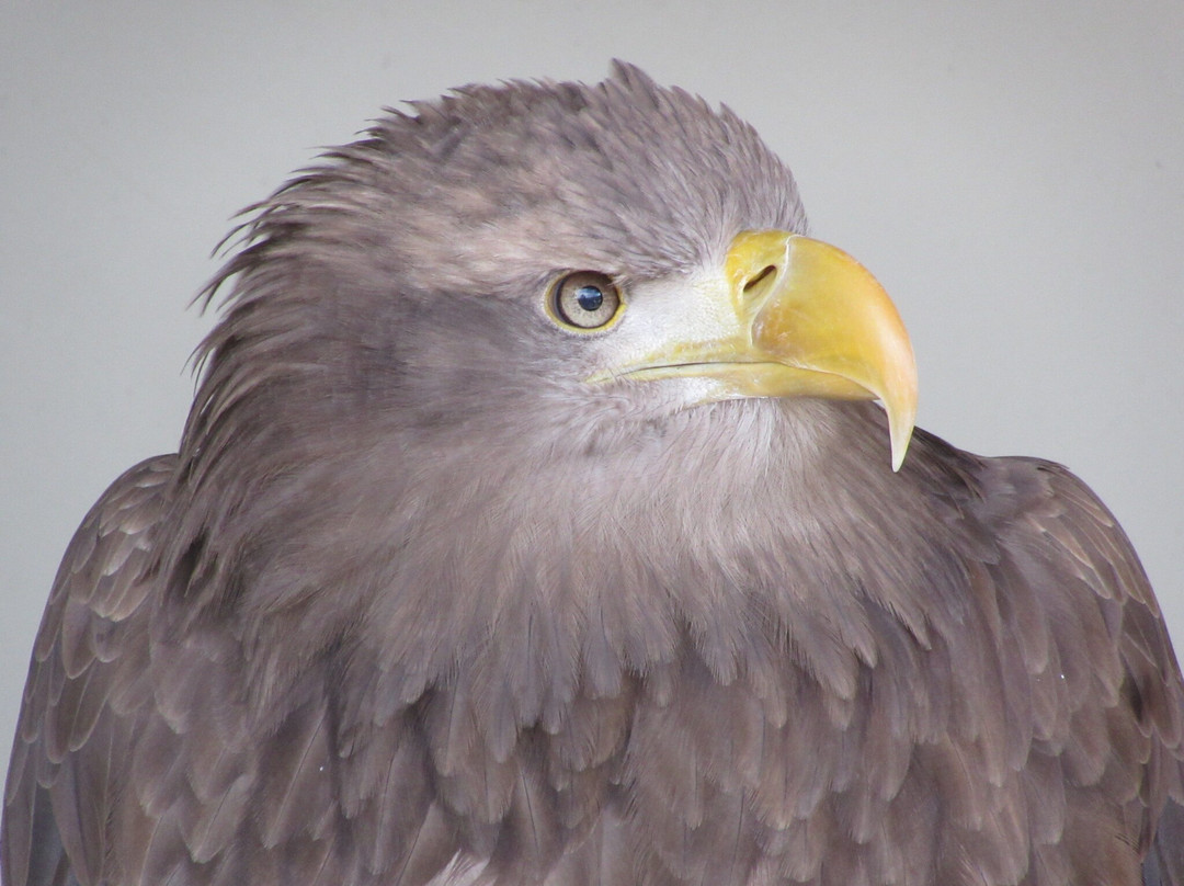 Kielder Water Bird of Prey Centre-Kielder必去景点