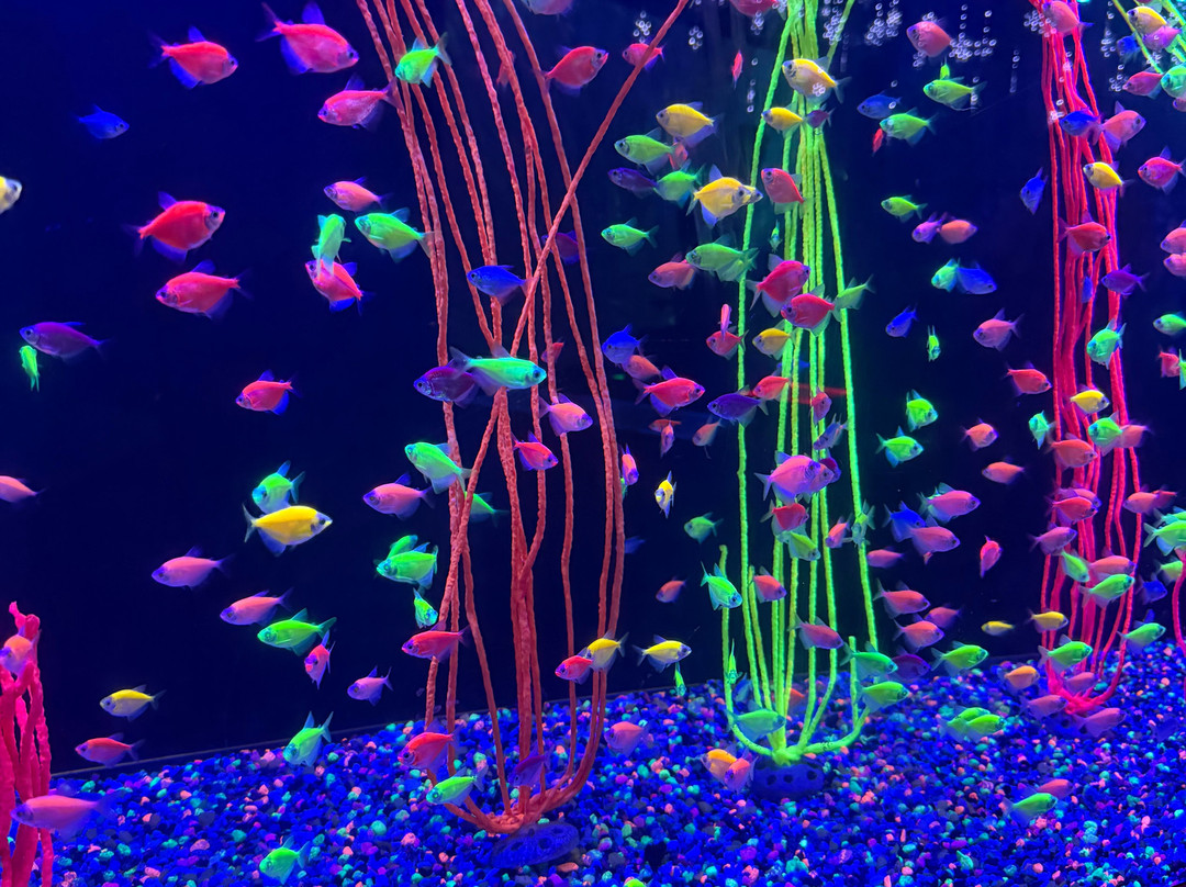 Acuario Michin Puebla-普埃布拉必去景点