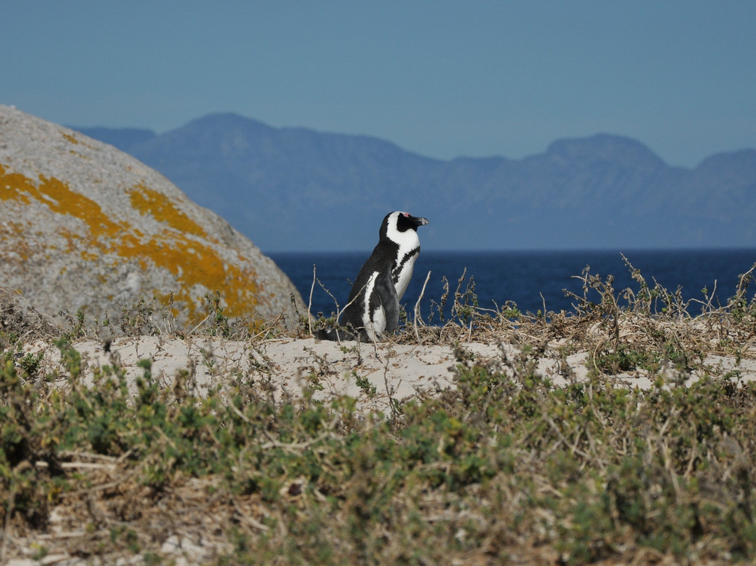 Tash Tours Cape Town