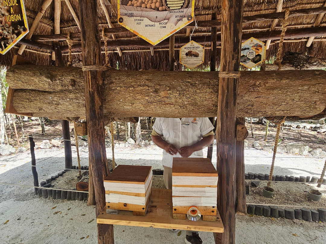 Mayan Bee Sanctuary-San Miguel de Cozumel必去景点