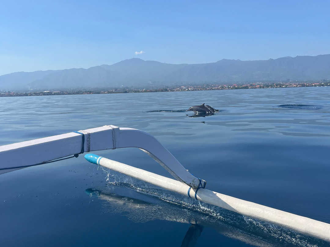 dolphin Lovina tours-罗威那海滩必去景点