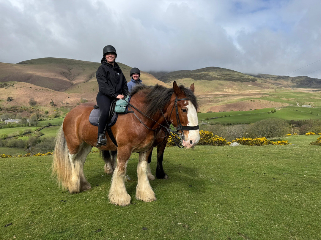 Cumbrian Heavy Horses-Millom必去景点
