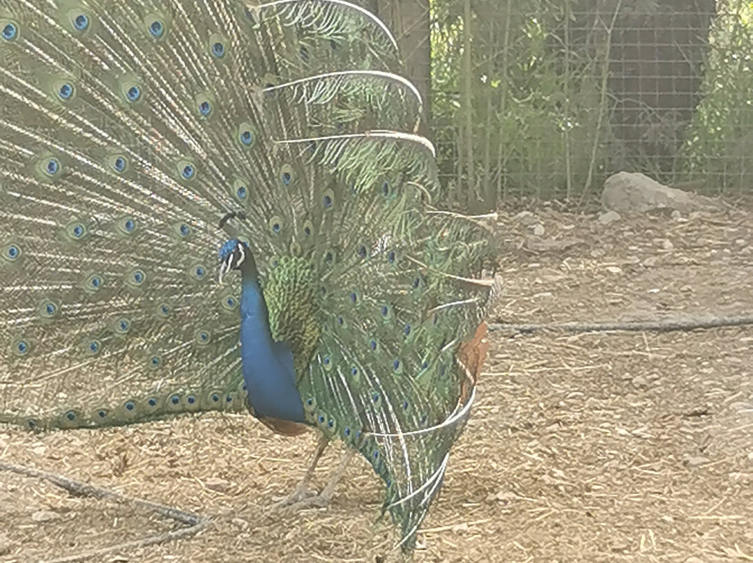 Ktíma - Zoo Park Polyzogópoulou-Amaliada必去景点