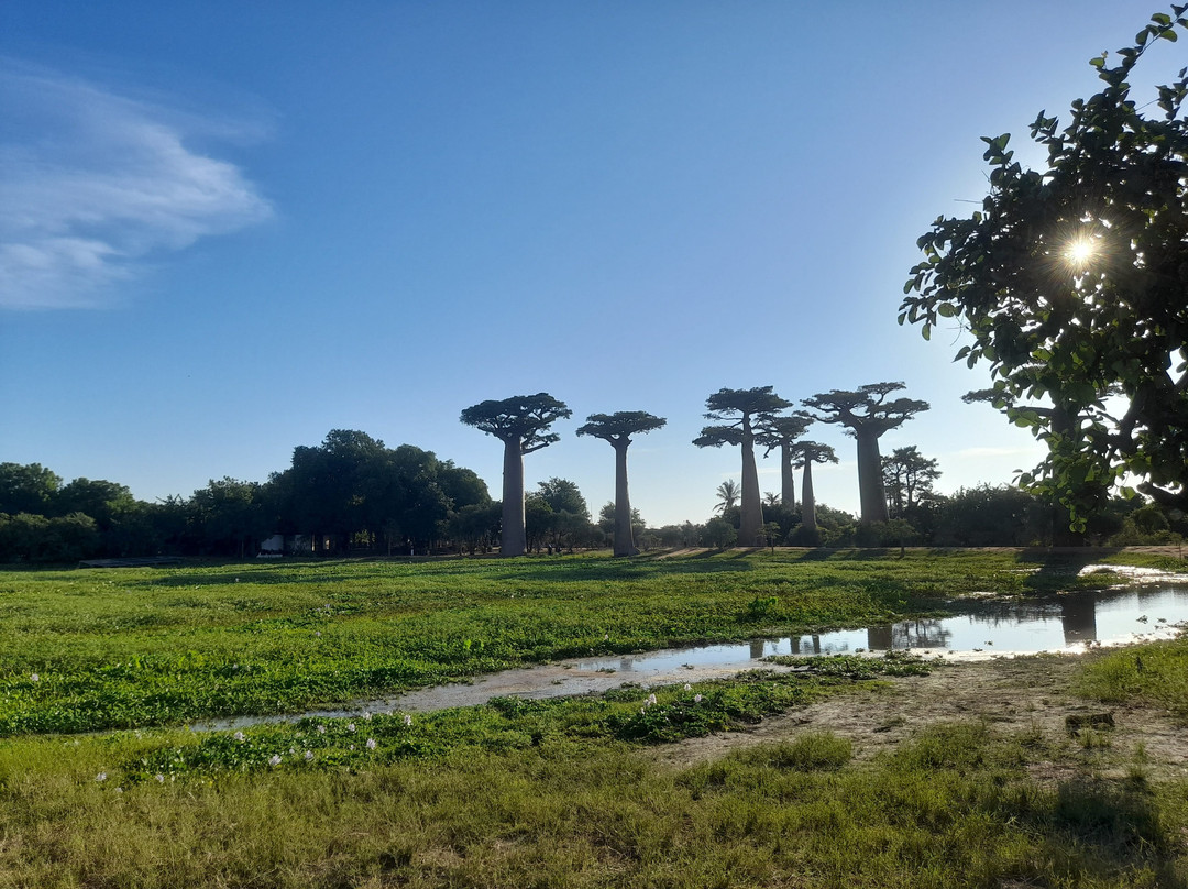 Avenue of the Baobabs-Morondava必去景点