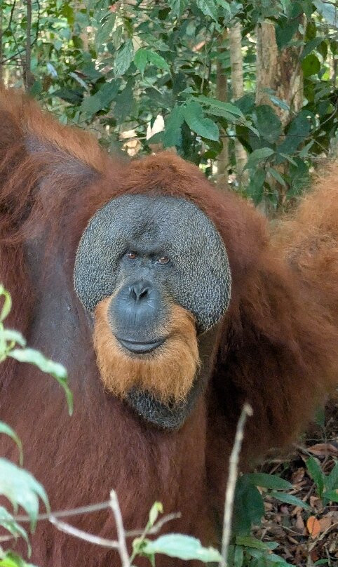 Sumatra Jungle Trek In!-武吉拉旺必去景点