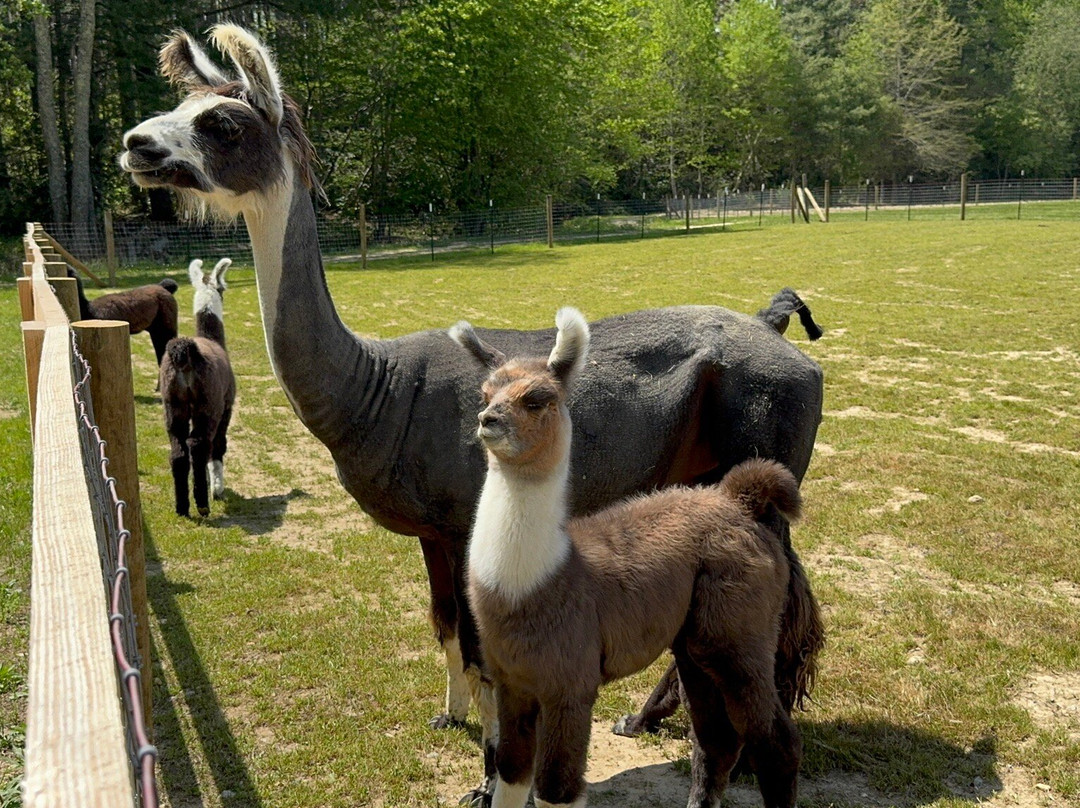 Ellaberry Llama Farm-亨德森维尔必去景点