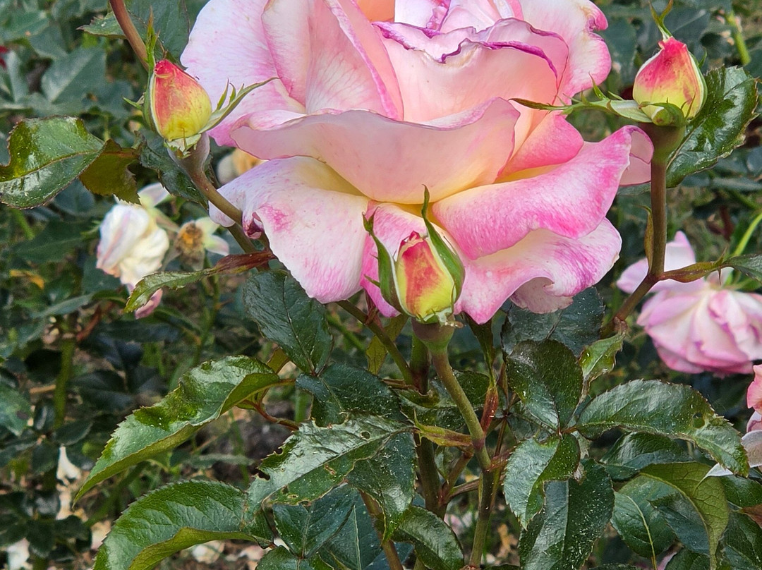Princess Grace Botanical Garden-摩纳哥城必去景点