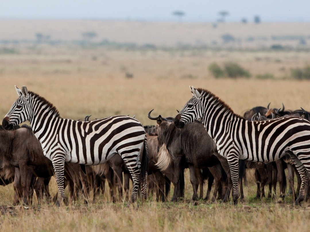 Tarangire National Park-塔兰吉雷国家公园必去景点