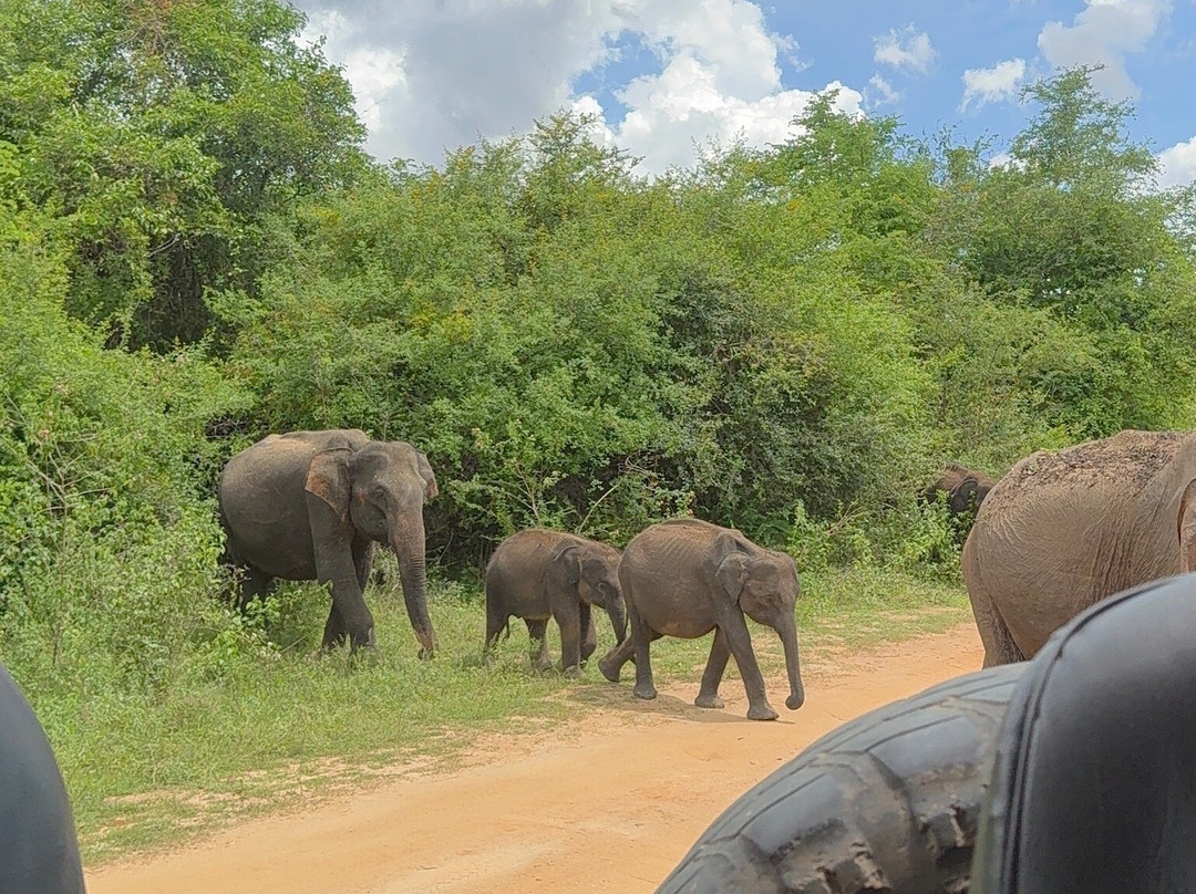 Udawalawe Lahiru Safari Guide Tours-乌达瓦拉维国家公园必去景点