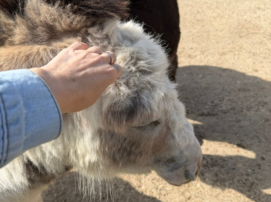 Hopefield Animal Sanctuary & Visitor Centre-布伦特伍德必去景点