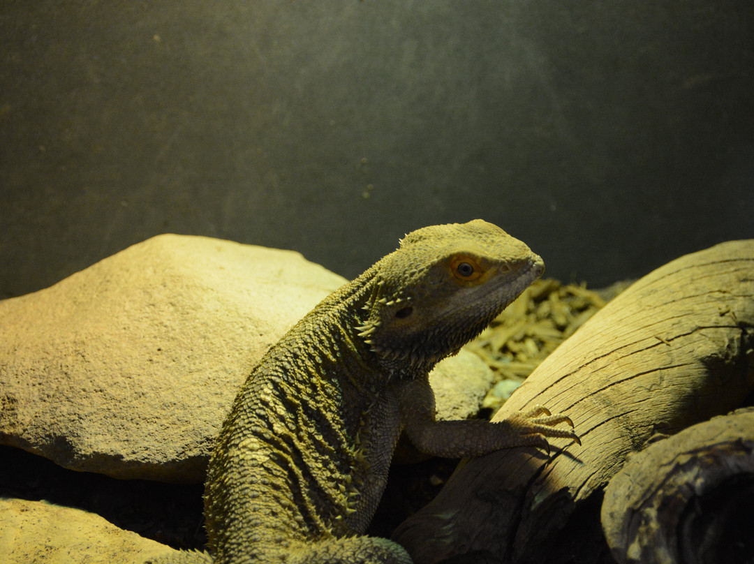 Colorado Gators Reptile Park-Mosca必去景点