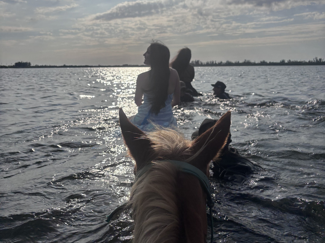 Florida Beach Horses-布雷登顿必去景点
