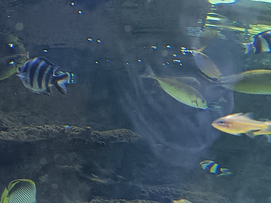 Odysseo Oceanarium Mauritius-路易士港必去景点