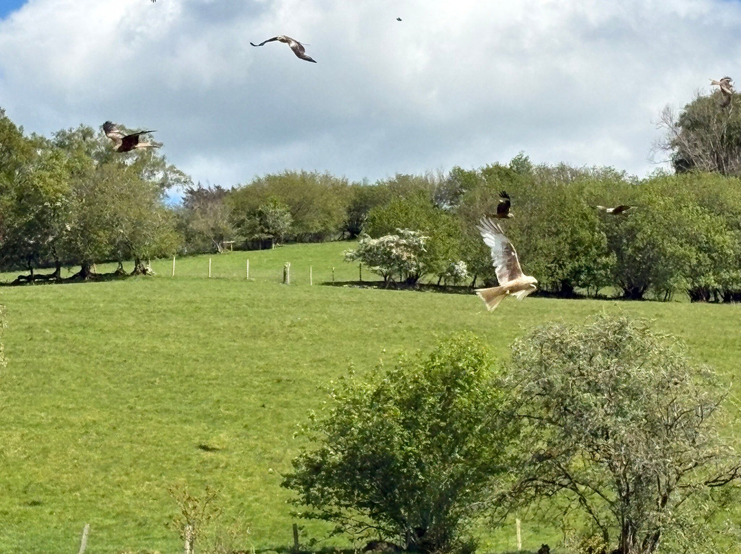 Gigrin Farm Red Kite Feeding Centre-Rhayader必去景点