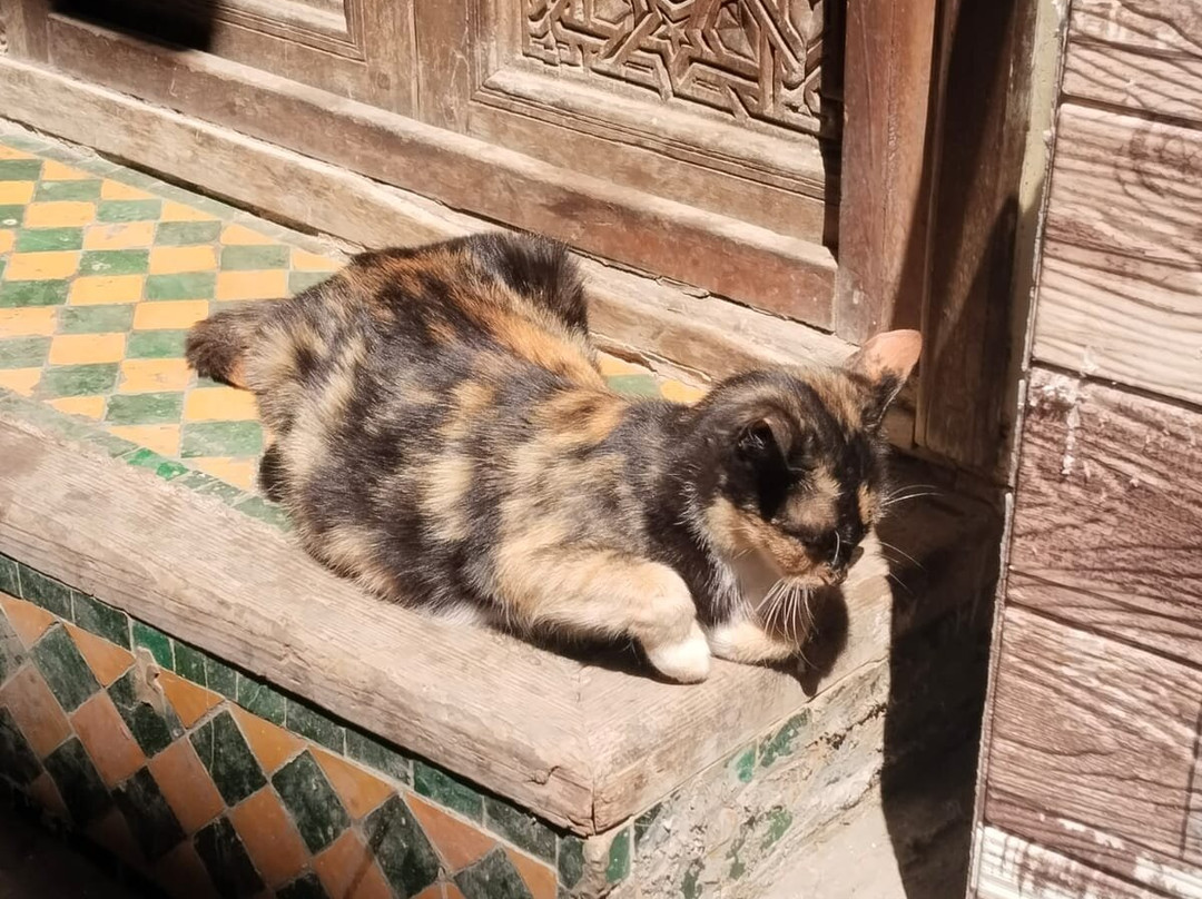 Morocco Kingdom-非斯必去景点