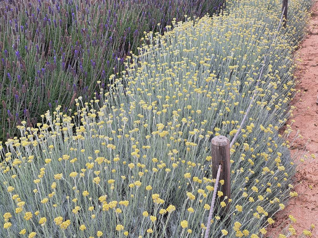 Bee Garden Alghero-阿尔盖罗必去景点