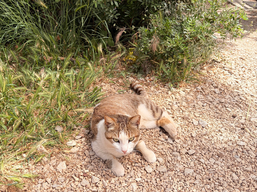 Kallithea Cats-Kallithea必去景点