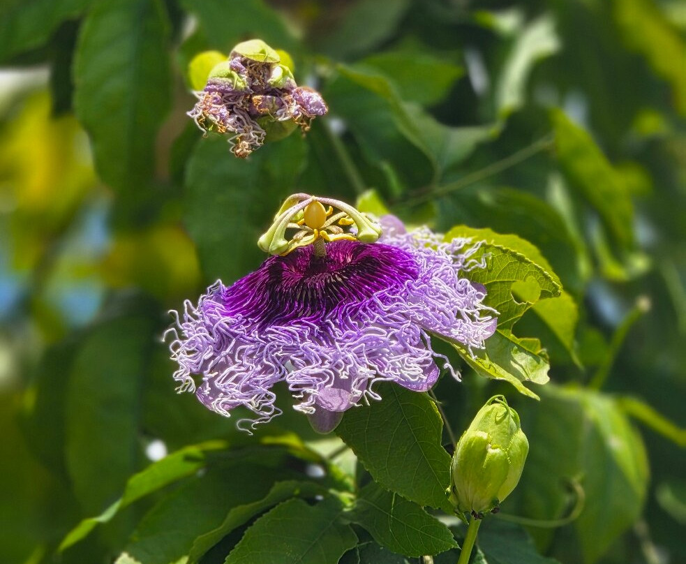 Butterfly World-Coconut Creek必去景点