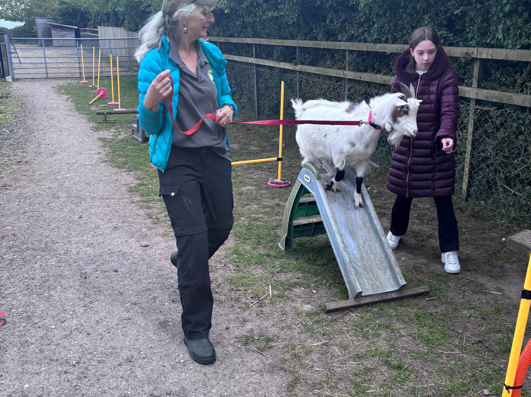 Little Goats At Brockenhurst-Brockenhurst必去景点