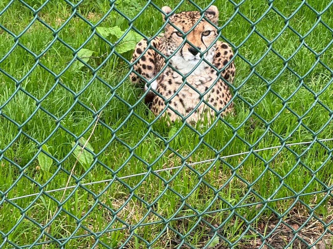 Fota Wildlife Park-Carrigtwohill必去景点