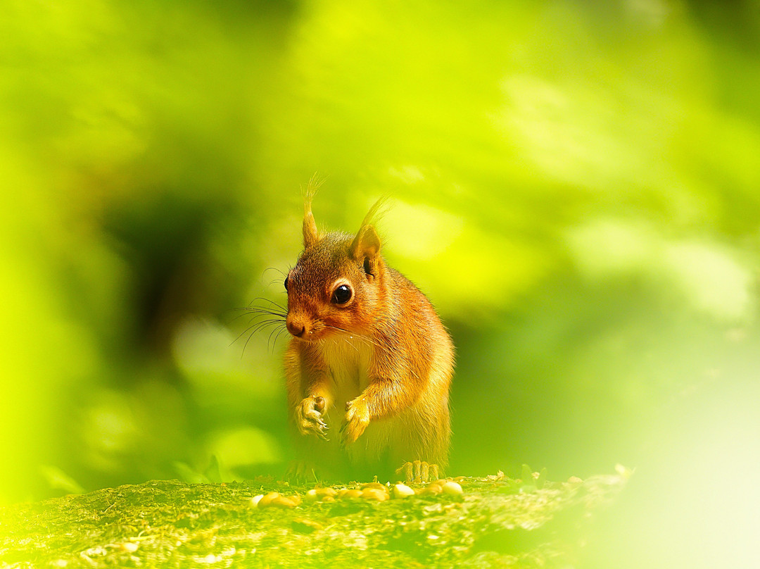 Quarr Abbey-赖德必去景点