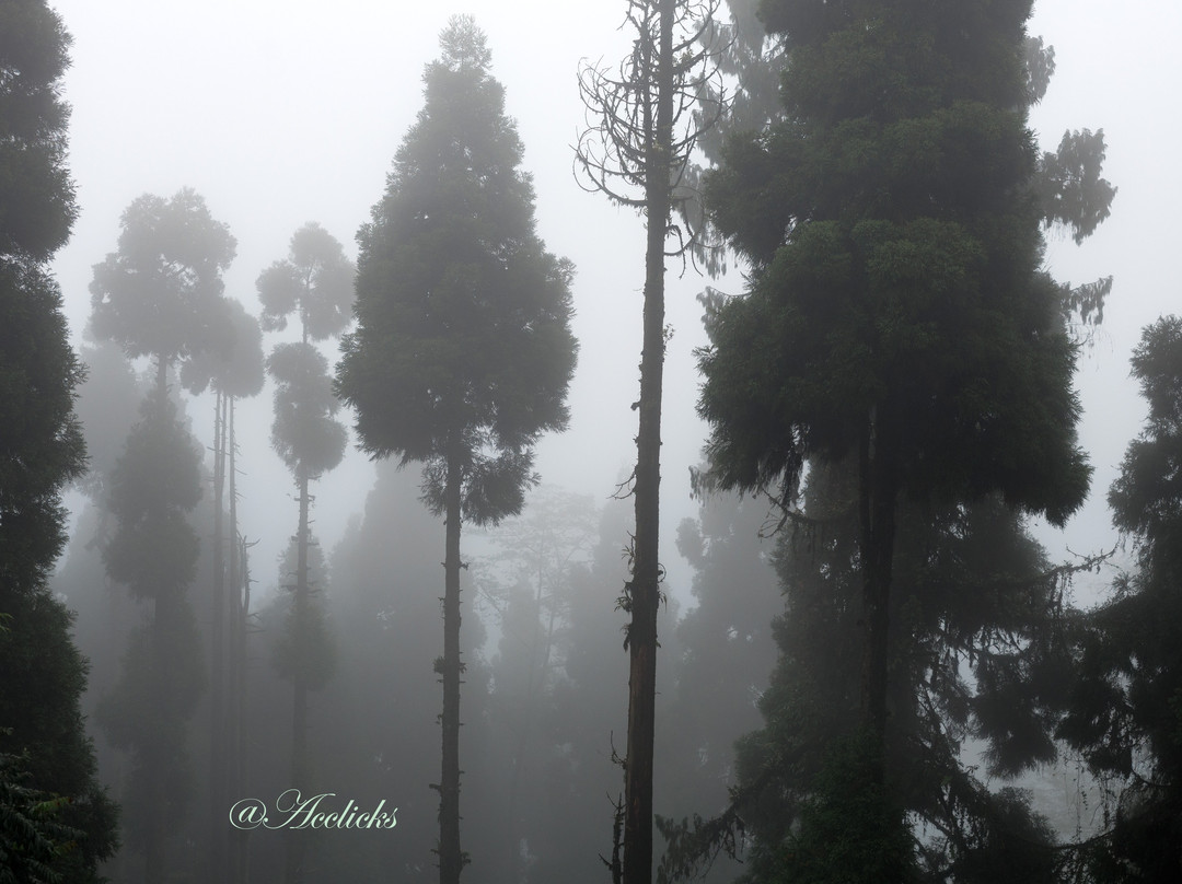 Neora Valley National Park-Darjeeling District必去景点