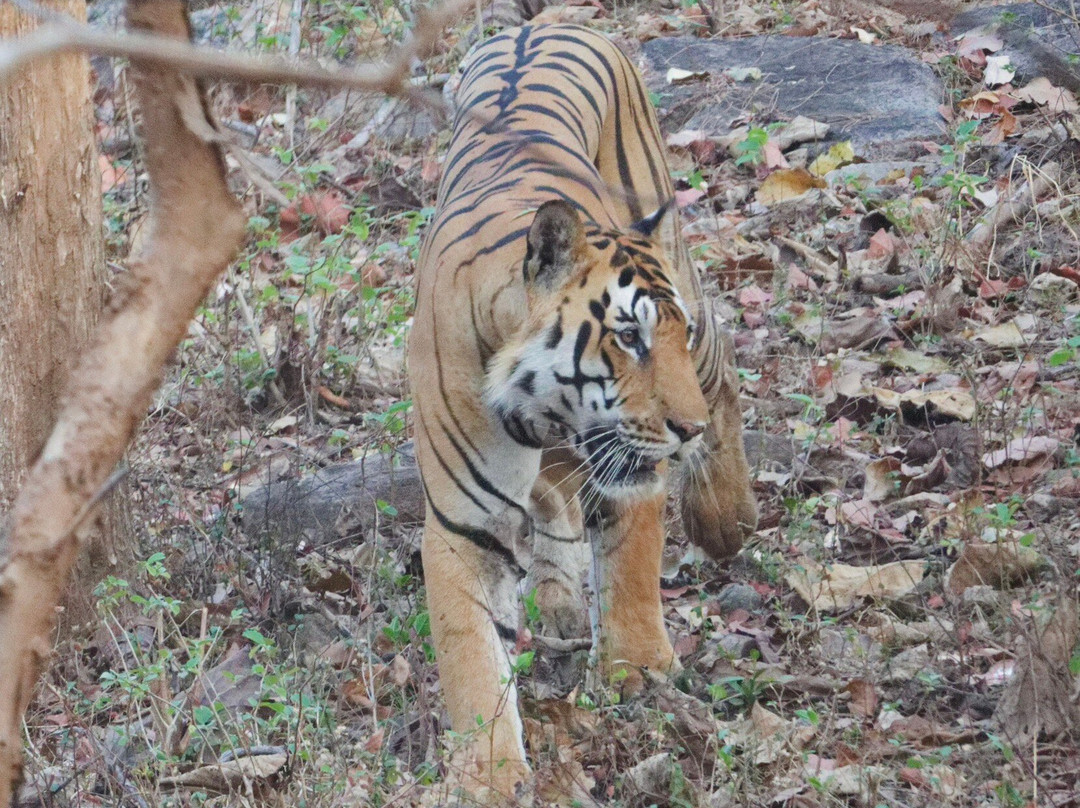 Pench Tiger Reserve-Kohka必去景点