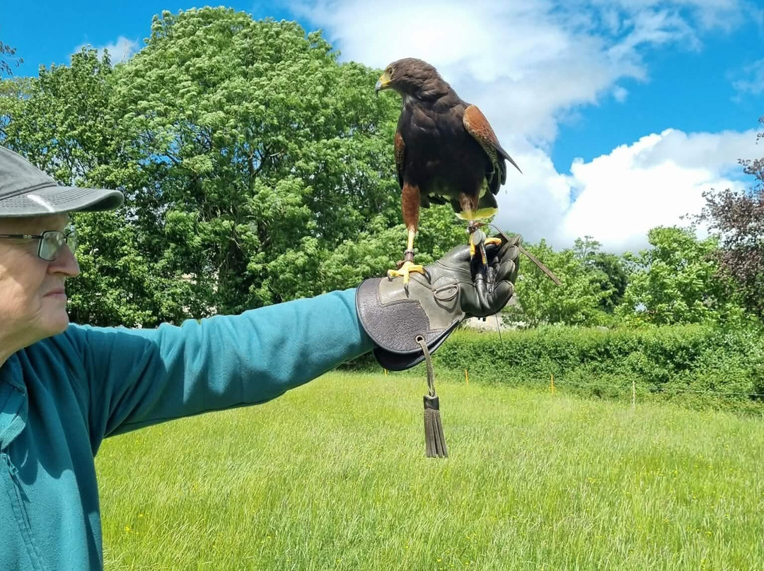The Bird Of Prey Project-巴斯必去景点