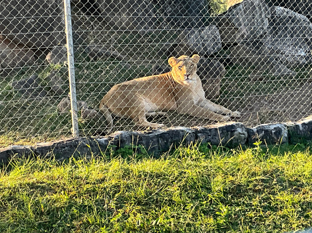 Pumbaa Wildpark And Accommodation-尼斯普鲁特必去景点