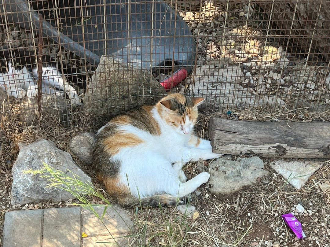 Kallithea Cats-Kallithea必去景点